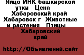 Яйцо ИНК башкирской утки › Цена ­ 60 - Хабаровский край, Хабаровск г. Животные и растения » Птицы   . Хабаровский край